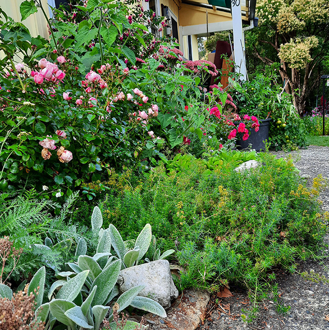 Pink roses and border plants