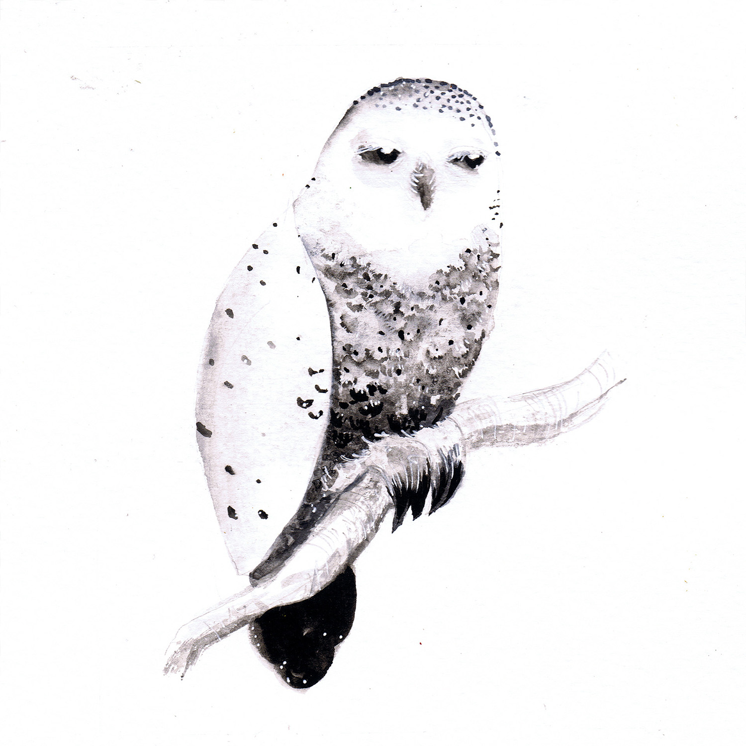 Watercolour illustration of a snowy white owl