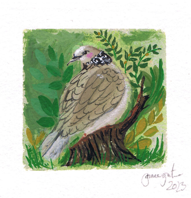 Spotted Dove 2023
