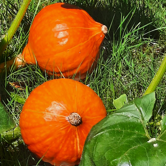 two ripe pumpkins
