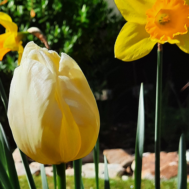 Pale Yellow Tulip and daffodil