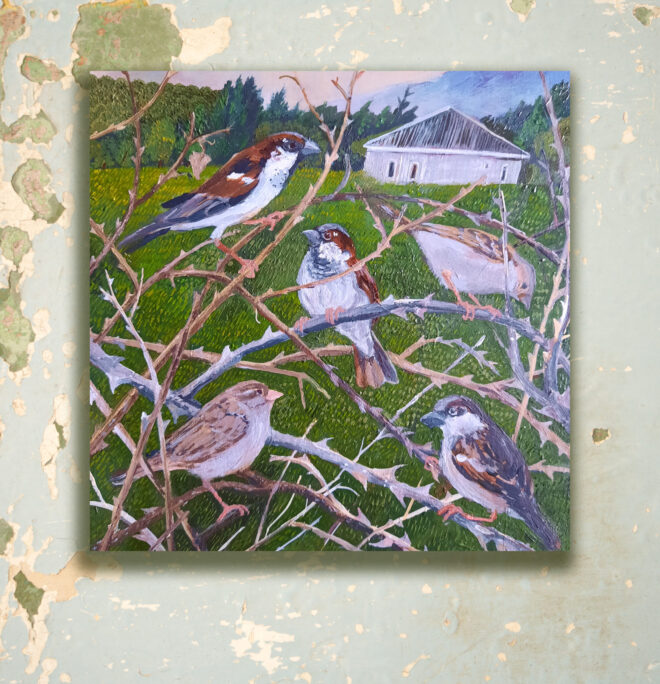 House Sparrows