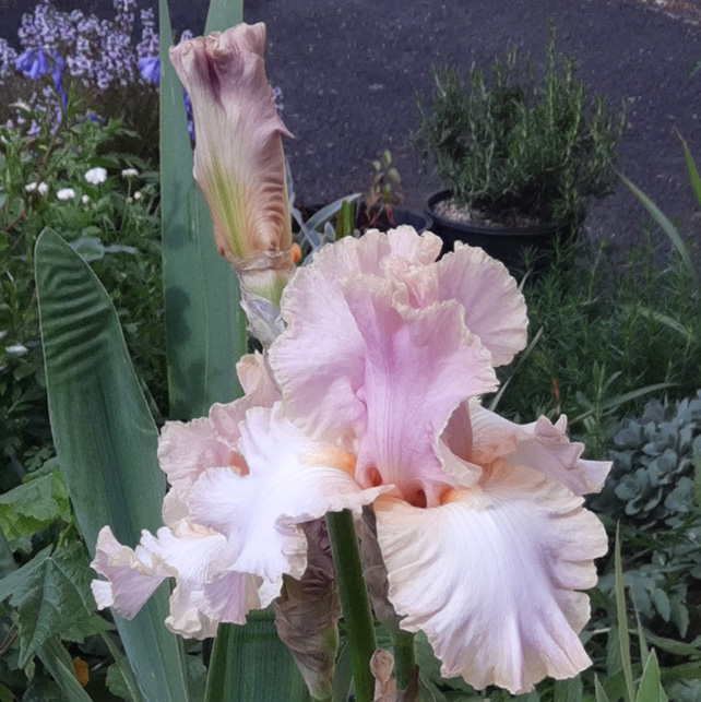 close up photo of a pale pink iris